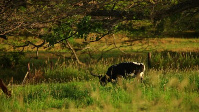 Profile shot of longhorn in grassy field at susnet
