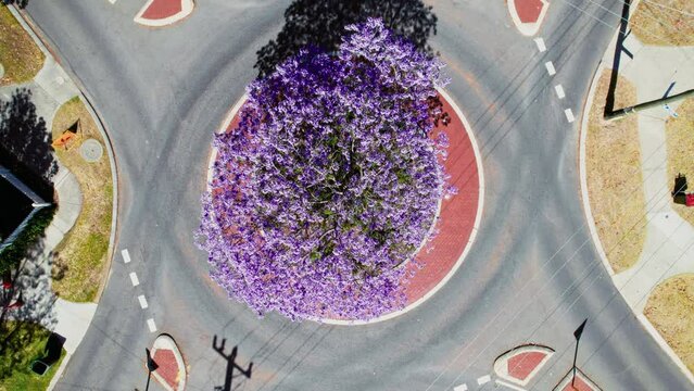 A top-down view reveals a roundabout with a striking purple jacaranda tree at its center. The trees vivid blossoms add a splash of color to the urban landscape.