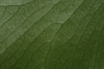 알로카시아 접사