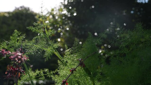 Fennel and Fuchsia in foreground against bocca background of trees and garden sprayer with sparkling water dropping and sunbursts in afternoon summer sunlight with glinting spider web.