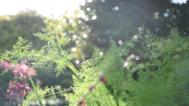 Bocca video of fennel and nerines with sparkling water dropping and sunbursts after garden spraying
