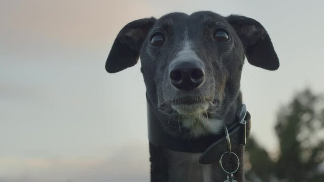 Greyhound pet animal with long neck with collar, closeup. Dog in park outside with trees and sunset sky behind.