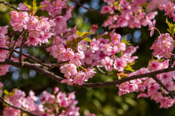 満開の河津桜