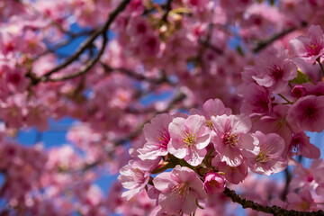 満開の河津桜と青空