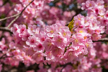 満開の河津桜と青空