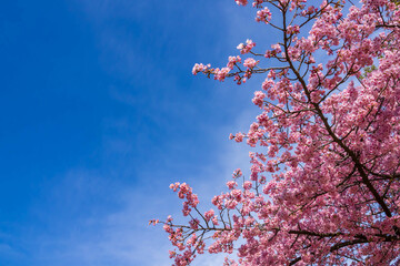 満開の河津桜と青空