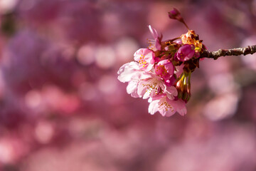 満開の河津桜のクローズアップ