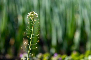 春の野原　ペンペン草