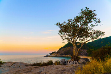 Beautiful sunset on a rocky seashore and a lonely tree