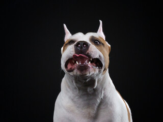A joyful American Staffordshire Terrier dog poses against a dark background, its tongue playfully...