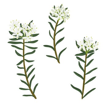 marsh Labrador tea, field flower, vector drawing wild plants at white background, Rhododendron tomentosum,floral element, hand drawn botanical illustration