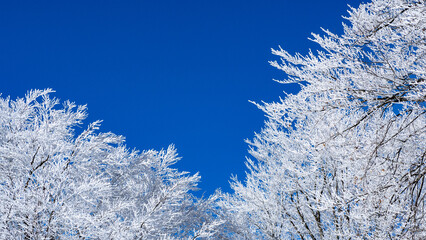 青空と霧氷の木の枝　冬景色