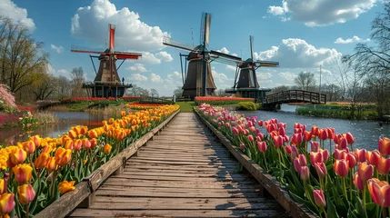 Draagtas Windmill in Holland Michigan - An authentic wooden windmill from the Netherlands rises behind a field of tulips in Holland Michigan at Springtime. High quality photo. High quality photo © Jennifer