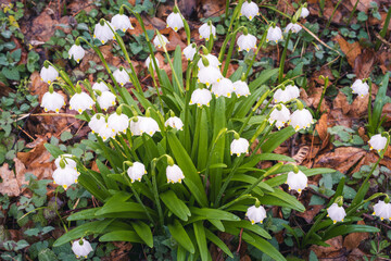 spring snowflake flower plant on the forrest floor, arrival of the spring, snowdrop 