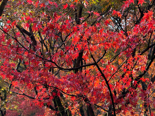 Colorful leaves of Japanese maple tree during the autumn season in Japan