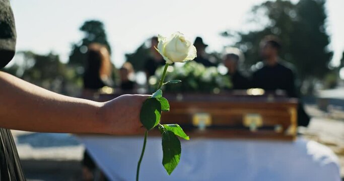 Flower, coffin and hands of person at graveyard for funeral ceremony, death and memorial service. Pain, closeup and rose with casket blur for mourning, burial or loss in public cemetery for farewell
