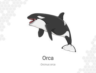 Orca - Orcinus orca illustration wall decor