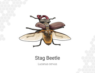 Stag Beetle Lucanus cervus illustration