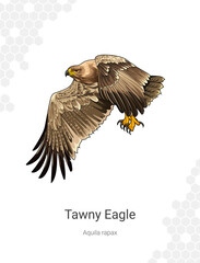 Tawny Eagle - Aquila rapax illustration