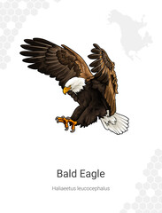 Bald Eagle - Haliaeetus leucocephalus illustration wall decor