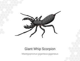 Giant Whip Scorpion - Mastigoproctus giganteus giganteus illustration