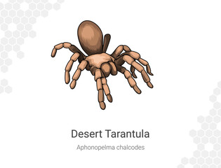 Desert Tarantula - Aphonopelma chalcodes illustration