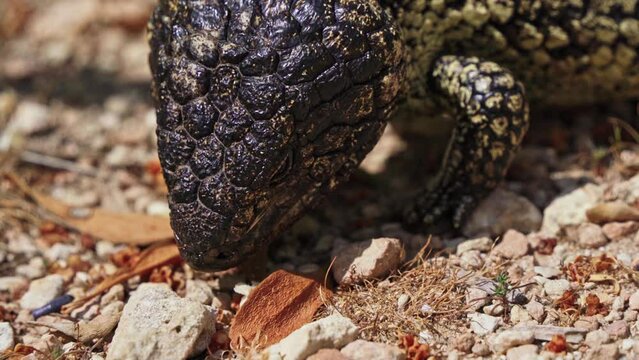 Closeup of a bobtail lizard eating off the ground