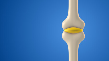 Human bone joint cavity with synovial fluid