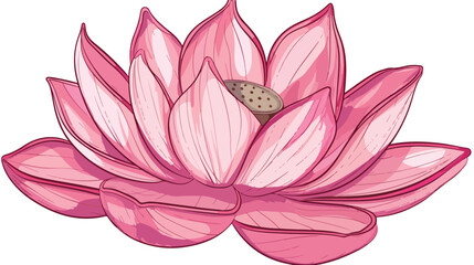 Illustration of the lotus flower. 