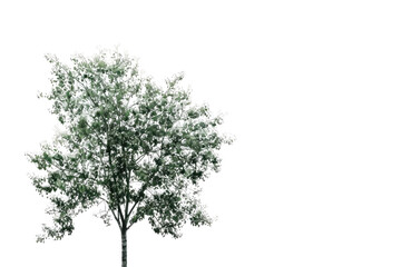 Tree Stands Alone Isolated On Transparent Background