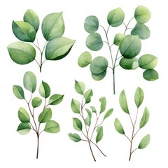 A set of green leaves with varying sizes and shapes hand drawn watercolor