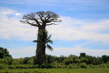 Baobab tree in Madagascar
