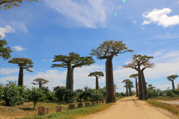 Baobab tree in Madagascar