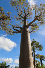 Baobab tree in Madagascar