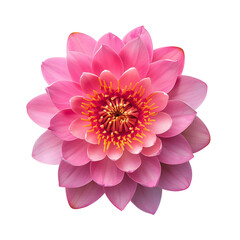 Clear Pink Lotus Flower Illustrations