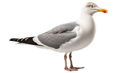 Seagull isolated on transparent a white background