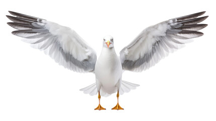 Fototapeta premium Seagull isolated on transparent a white background