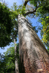 Fototapeta premium Baobab tree in Madagascar