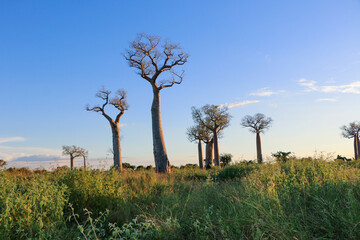 Baobab tree in Madagascar