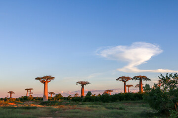Baobab tree in Madagascar