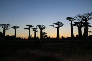 Baobab tree in Madagascar