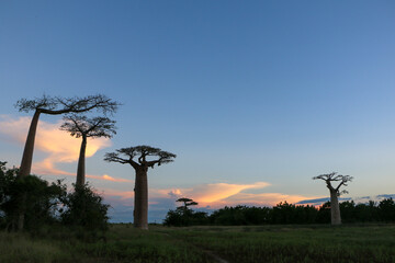 Baobab tree in Madagascar