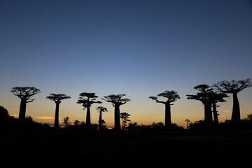 Baobab tree in Madagascar