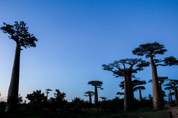 Baobab tree in Madagascar
