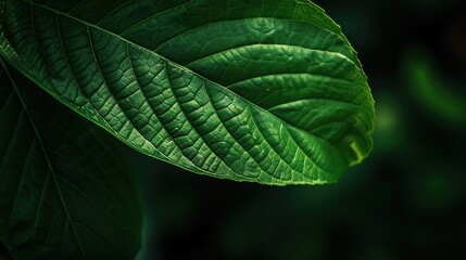 A green leaf with the dark green veins and the dark green veins.