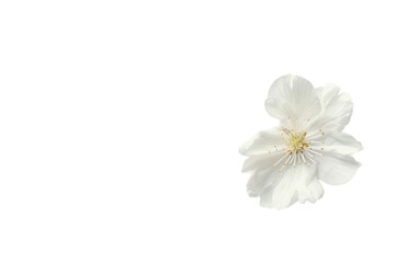 Naklejka na ściany i meble White Floral Elegance Isolated On Transparent Background