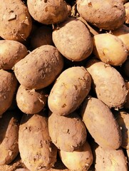 Potatoes root vegetable heap muddy freshly harvested potato pile of starchy raw potato food tuber ...
