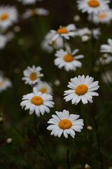Strawberries on a stump in the morning forest