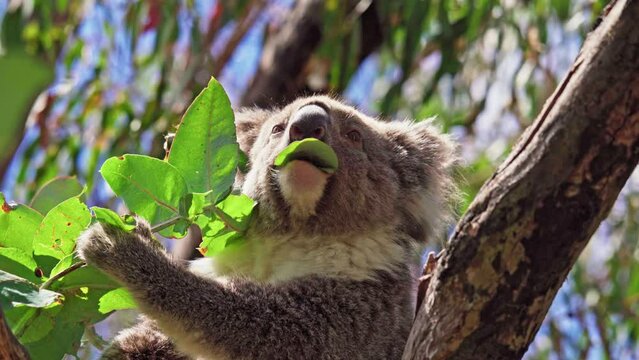 Koala eating leaves in the wild. Hanson Bay, Kangaroo Island, South Australia.