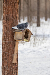 rock pigeons sit at the feeder in winter